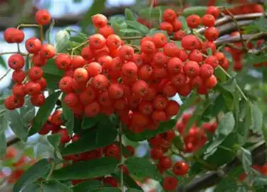 红豆树 (Ormosia hosiei) — 环境展示