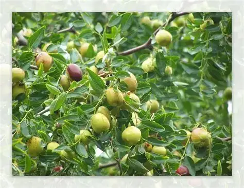 南酸枣 (Choerospondias axillaris) — 特写