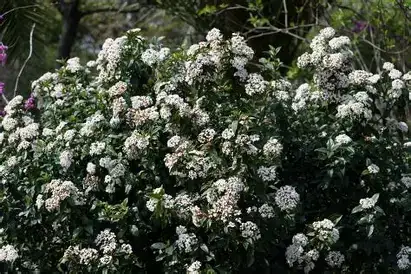 地中海荚蒾 (Viburnum tinus) — 特写