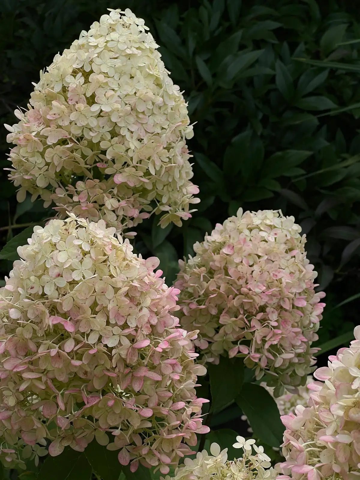 圆锥绣球 (Hydrangea paniculata) — 细节