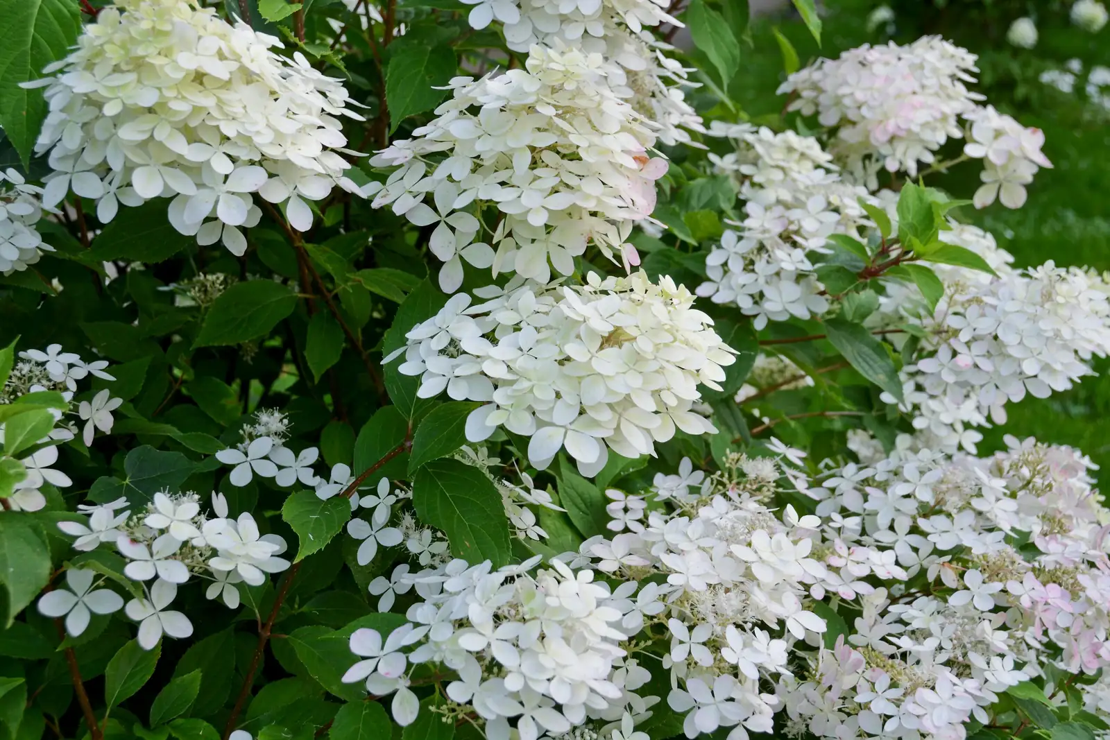 圆锥绣球 (Hydrangea paniculata) — 更多视角