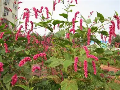 红蓼 (Polygonum orientale) — 特写