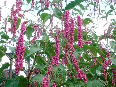 红蓼 (Polygonum orientale) — 环境展示