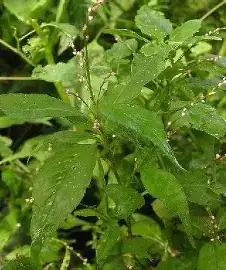 丛枝蓼 (Polygonum pensumbu) — 特写