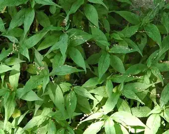 丛枝蓼 (Polygonum pensumbu) — 环境展示