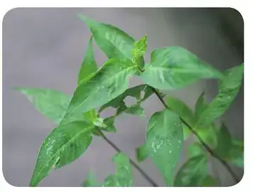 丛枝蓼 (Polygonum pensumbu) — 更多视角