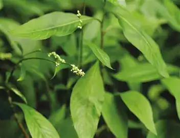 丛枝蓼 (Polygonum pensumbu) — 主图