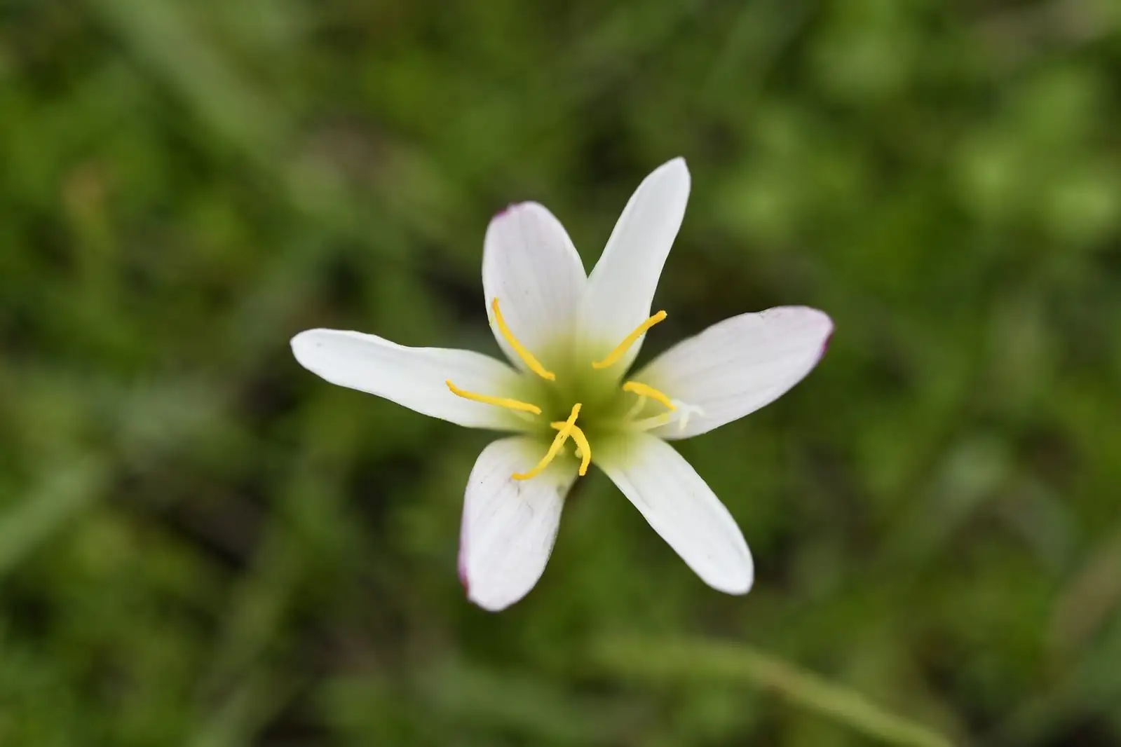 非莲 (Zephyranthes grandiflora) — 特写