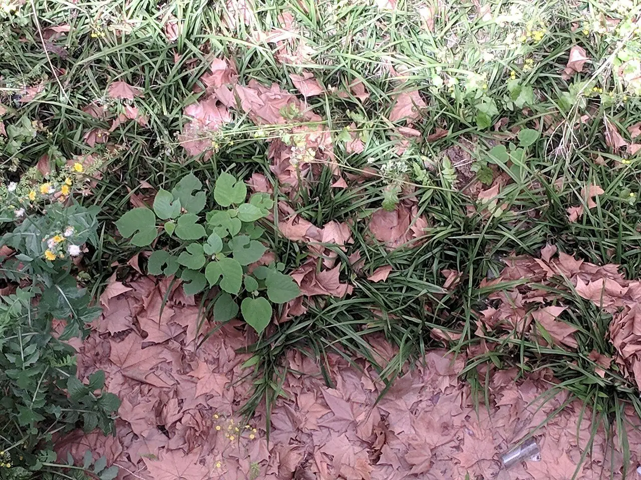 构树 (Broussonetia papyrifera) — 更多视角