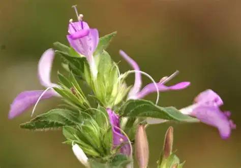 狗肝菜 (Dicliptera chinensis) — 主图