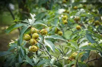 山核桃 (Carya cathayensis) — 细节