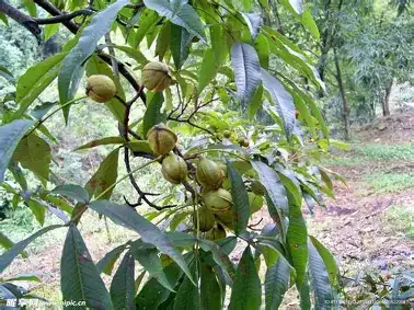 山核桃 (Carya cathayensis) — 特写
