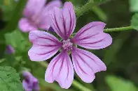 锦葵 (Malva sylvestris) — 更多视角