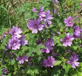 锦葵 (Malva sylvestris) — 更多视角