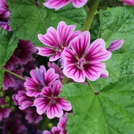 锦葵 (Malva sylvestris) — 更多视角