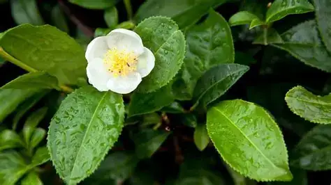 茶 (Camellia sinensis) — 主图