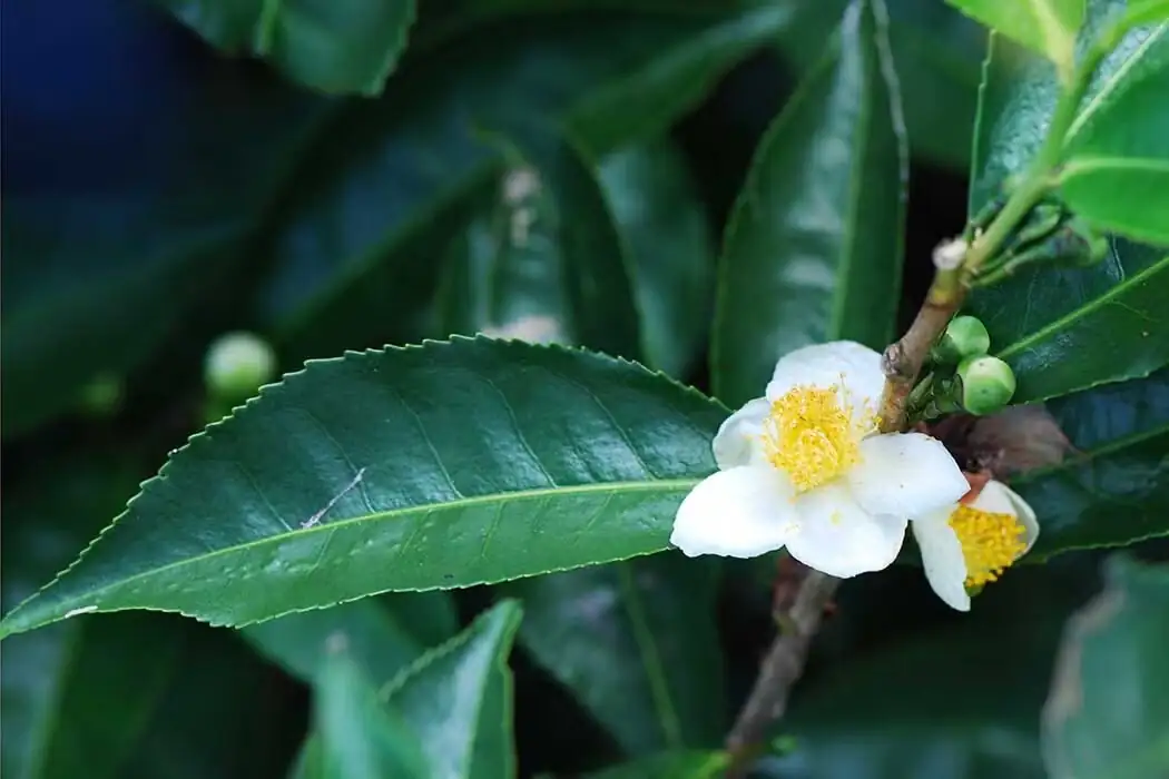 茶 (Camellia sinensis) — 环境展示