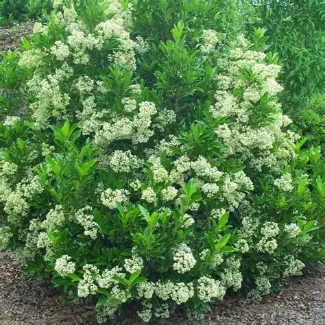 法国冬青 (Viburnum awabuki) — 细节