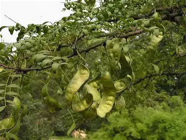 皂荚 (Gleditsia sinensis) — 主图