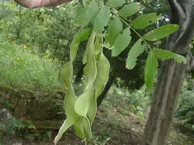 皂荚 (Gleditsia sinensis) — 细节