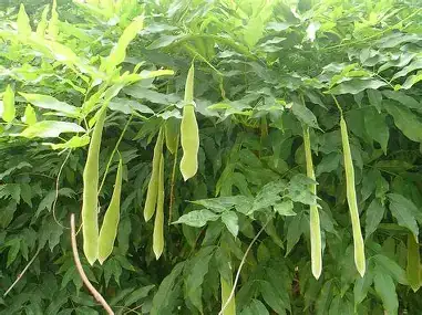 皂荚 (Gleditsia sinensis) — 特写