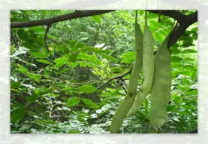 皂荚 (Gleditsia sinensis) — 环境展示