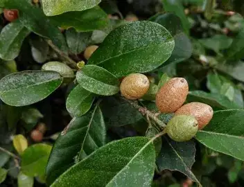 胡颓子 (Elaeagnus pungens) — 细节