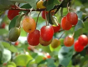胡颓子 (Elaeagnus pungens) — 特写