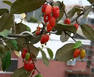 胡颓子 (Elaeagnus pungens) — 环境展示