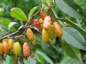 胡颓子 (Elaeagnus pungens) — 更多视角