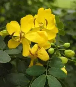 决明 (Senna tora (L.) Roxb.) — 细节