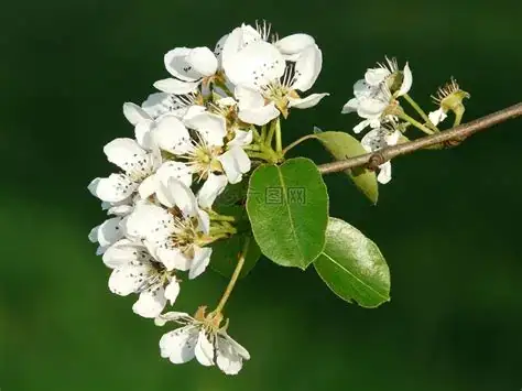 白梨 (Pyrus bretschneideri) — 更多视角