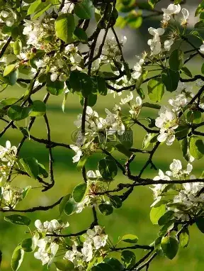 白梨 (Pyrus bretschneideri) — 更多视角