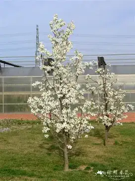 白梨 (Pyrus bretschneideri) — 主图