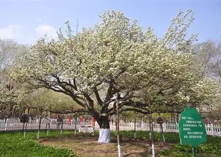 白梨 (Pyrus bretschneideri) — 细节