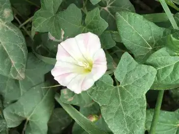 打碗花 (Calystegia hederacea) — 主图