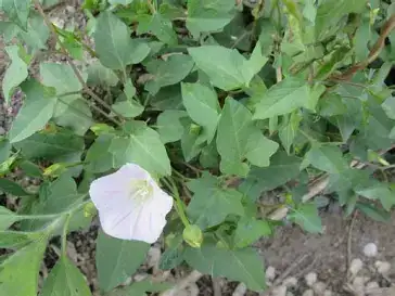 打碗花 (Calystegia hederacea) — 细节
