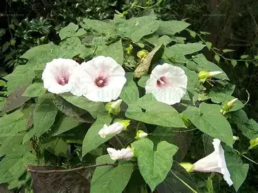 打碗花 (Calystegia hederacea) — 特写