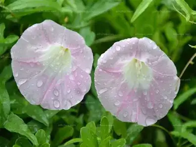 打碗花 (Calystegia hederacea) — 更多视角