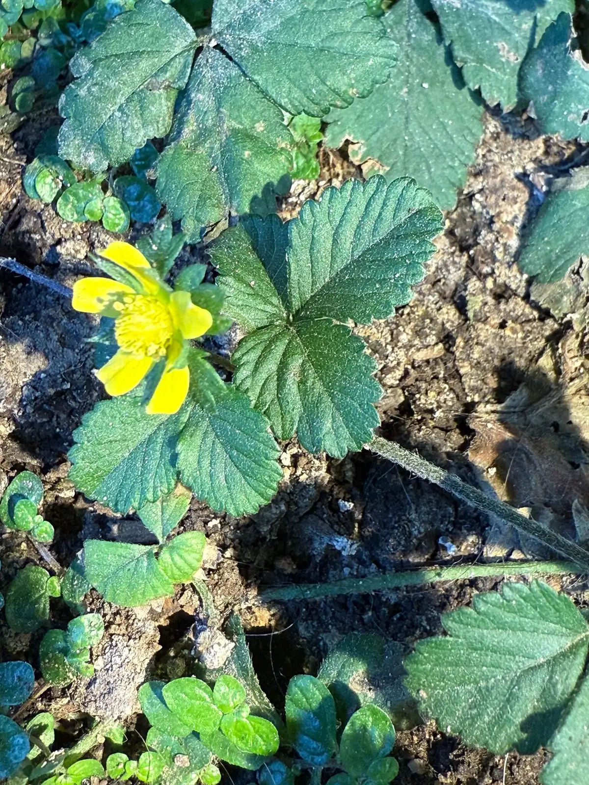 三叶委陵菜 (Potentilla freyniana) — 特写