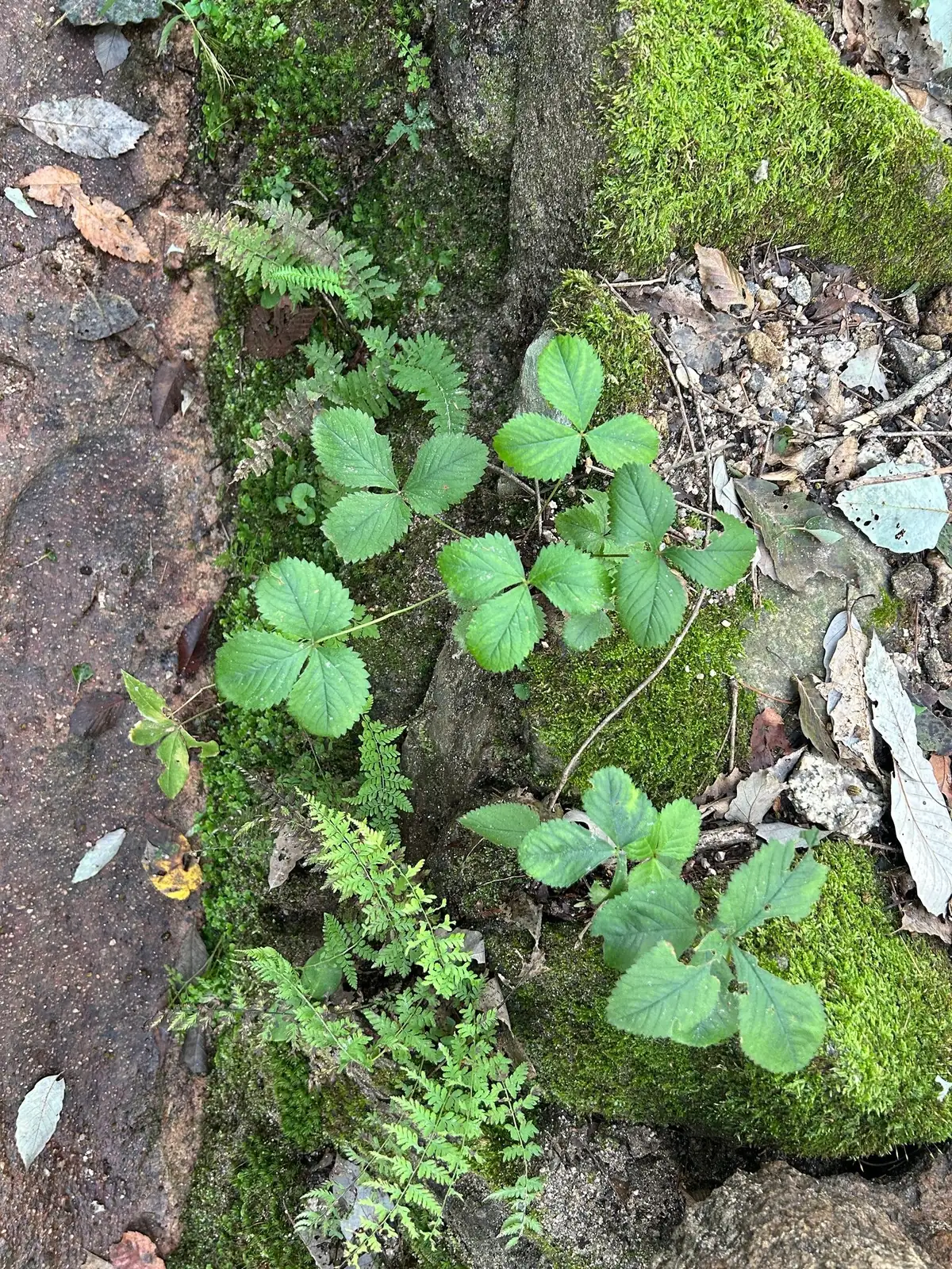 三叶委陵菜 (Potentilla freyniana) — 环境展示