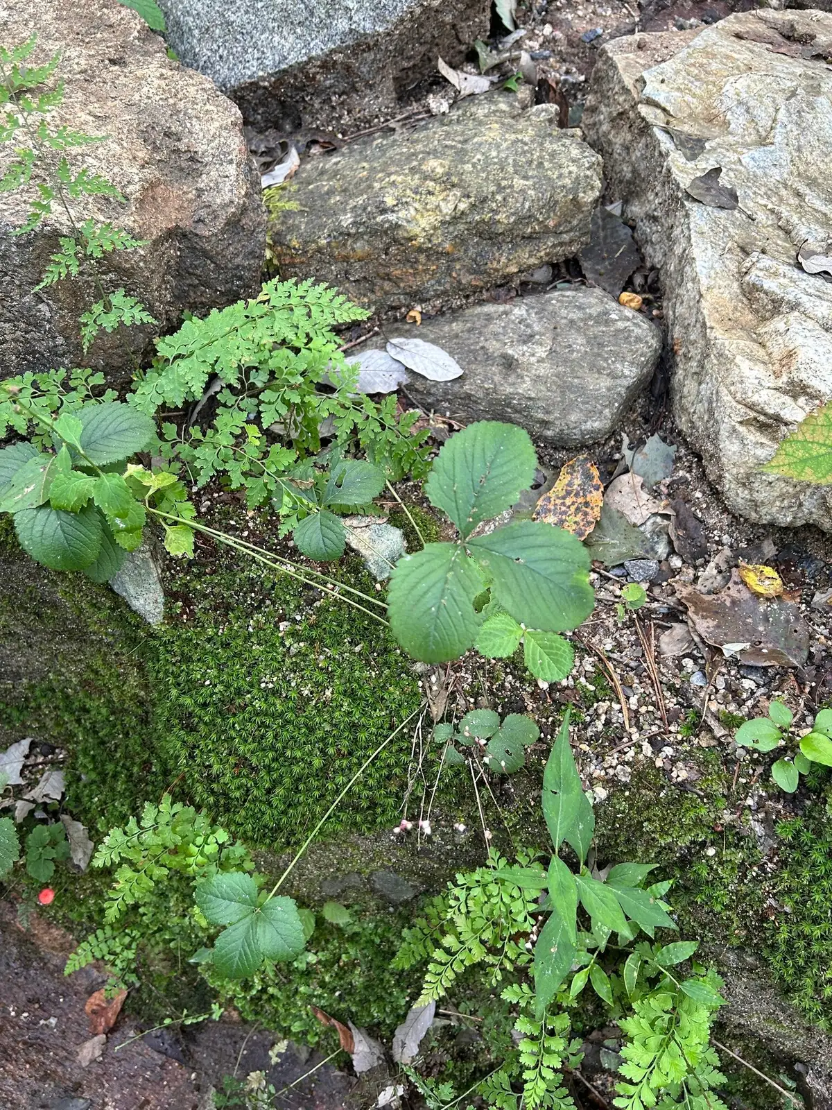 三叶委陵菜 (Potentilla freyniana) — 更多视角
