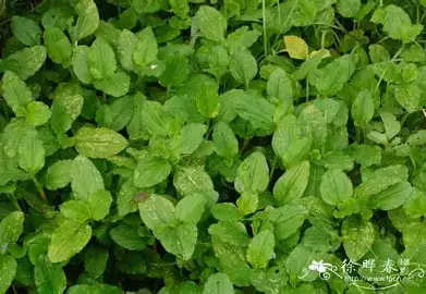 饭包草 (Commelina benghalensis) — 细节