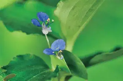 饭包草 (Commelina benghalensis) — 特写