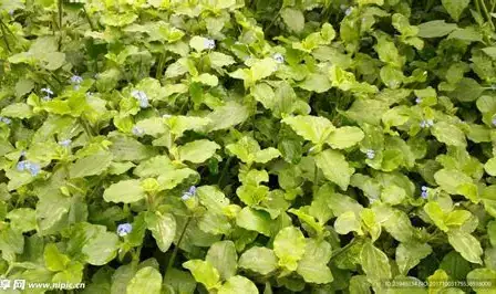 饭包草 (Commelina benghalensis) — 更多视角