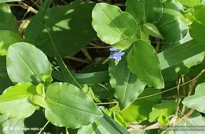 饭包草 (Commelina benghalensis) — 环境展示