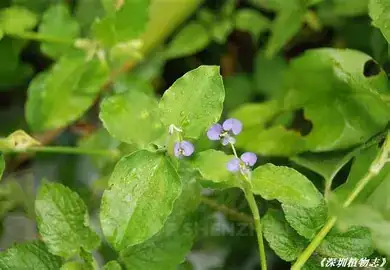 饭包草 (Commelina benghalensis) — 更多视角