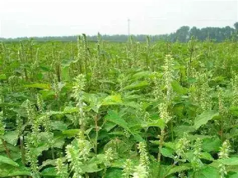 川牛膝 (Cyathula officinalis) — 环境展示