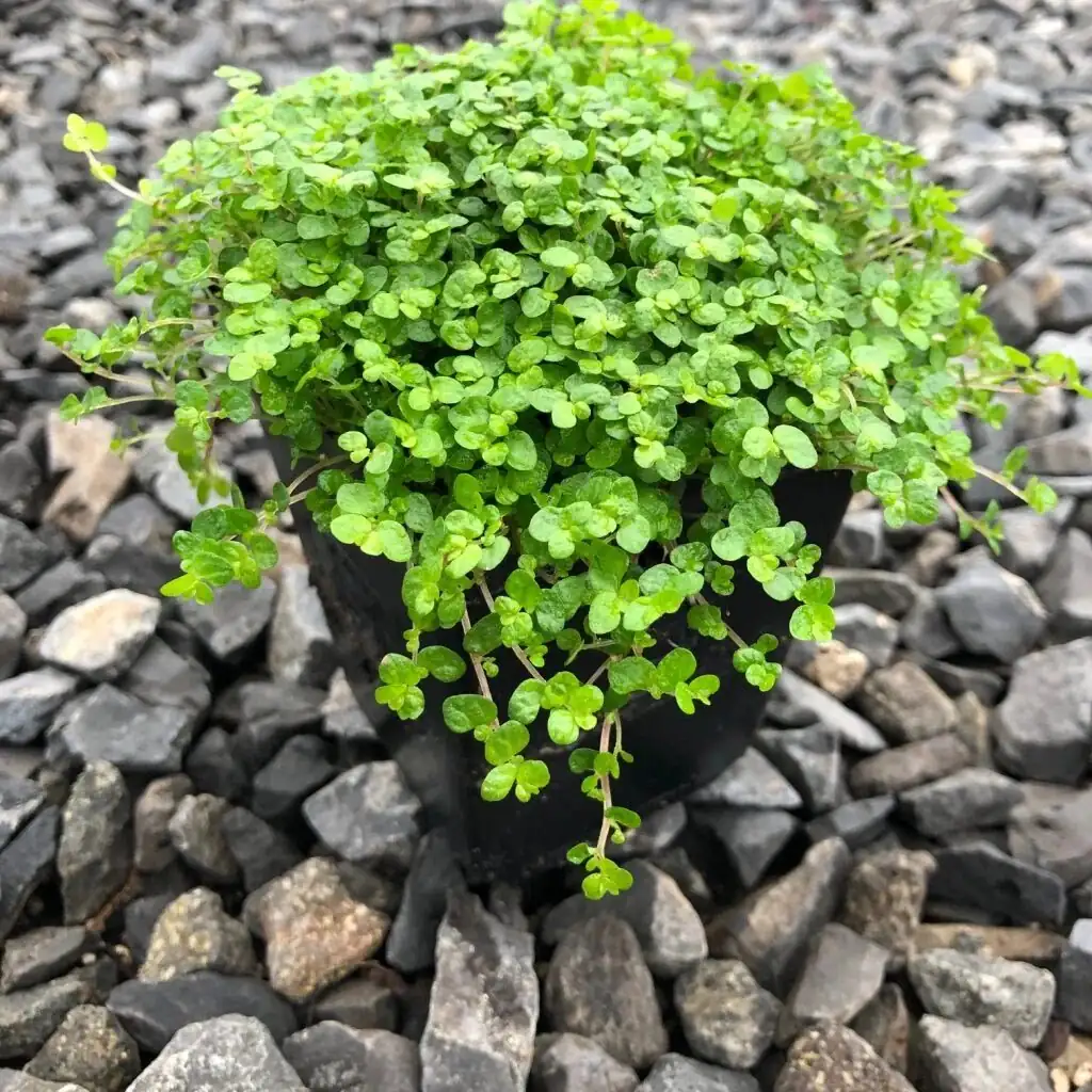 婴儿泪 (Soleirolia soleirolii) — 主图