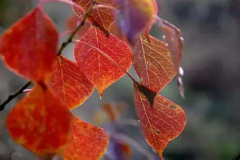 乌桕 (Triadica sebifera) — 更多视角